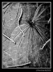 photo "Leaves - I"