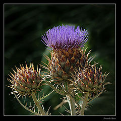 photo "Artichoke"