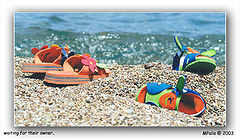 photo "waiting for their owner"