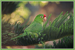 фото "Friend"