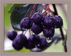 photo "After a rain"