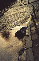 фото "umbrella"