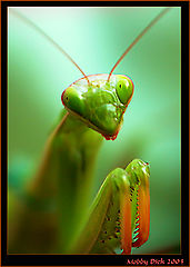 photo "portrait piligrimage 2"