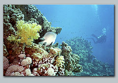 photo "Let`s look, where he has floated..."
