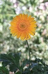 photo "Fire-flower..."