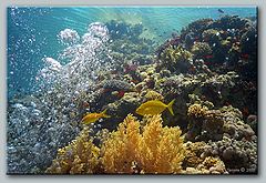 photo "Underwater pictures #2"