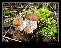 photo "Family"