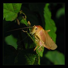 фото "Creature"