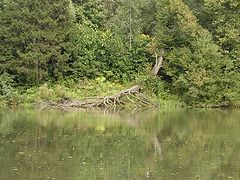 photo "Whirlpool"