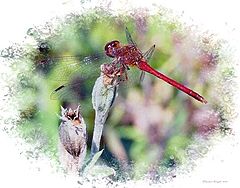 photo "Red Tail D-Fly"