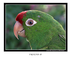 фото "Friend-II"