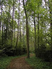photo "Footpath in a wood"