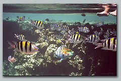 photo "The fisherman from the fishes point of view"