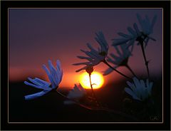 photo "Dawn"