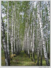 photo "Russian birches"