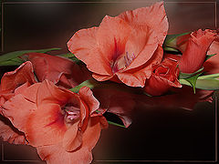 photo "Gladiolus"