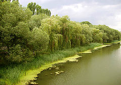 photo "Jungle of middle of Russia"