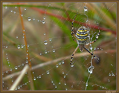 photo "autumns catch"