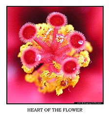 фото "Heart of the flower"