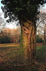 photo "trees"