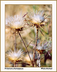 photo "Ptilostemon.."