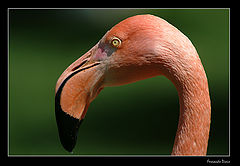 photo "The pink thinker"