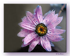 photo "Immortal #2"