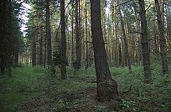 photo "Forest"