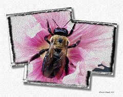 photo "The Bee in the Flower"
