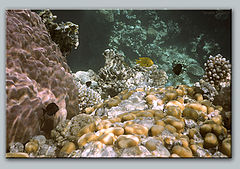 photo "Underwater pictures #3"