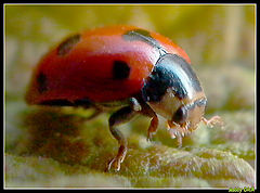 photo "lady-bird"