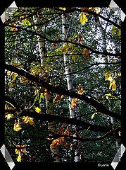 photo "Autumn"