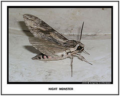 фото "Night Monster"