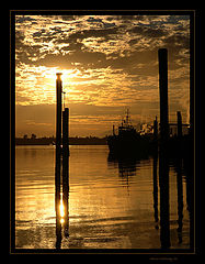 photo "golden 3805"