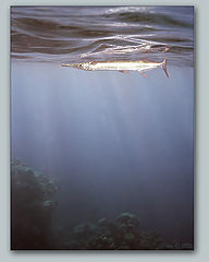 photo "Underwater pictures #4"