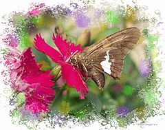 photo "Brown Butterfly"