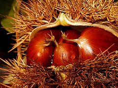фото "autumn"