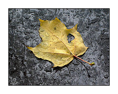 photo "Autumn"