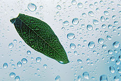 photo "leaf"