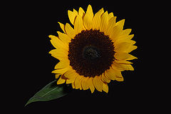 фото "yellow"