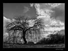 photo "From The Earth to the Sky"