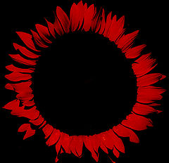 photo "Total eclipse"