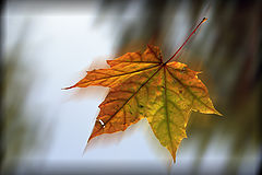 photo "autumn"