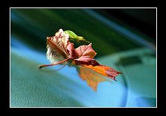 photo "First sign on the carwindshield"