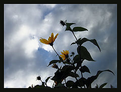 photo "September, September"