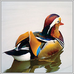 фото "Drake"