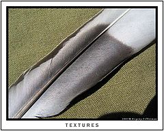 фото "Textures"