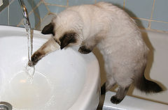 photo "Good morning. Again shaving, toothbrushing..."