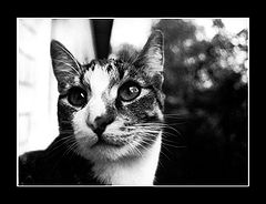 photo "surprise"
