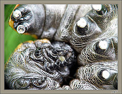 photo "Protective reaction"